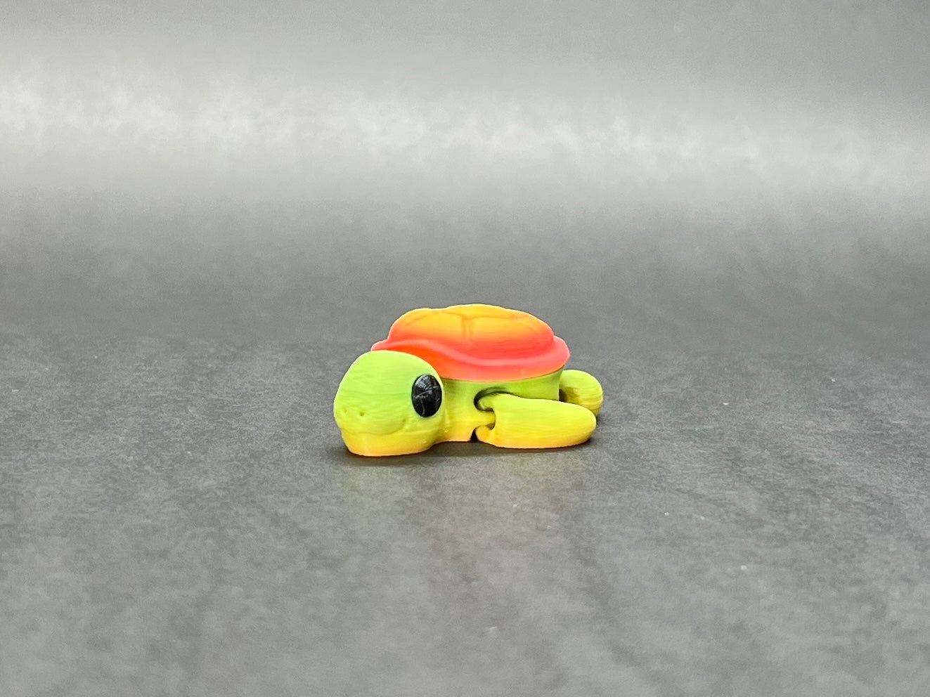 Baby Turtle